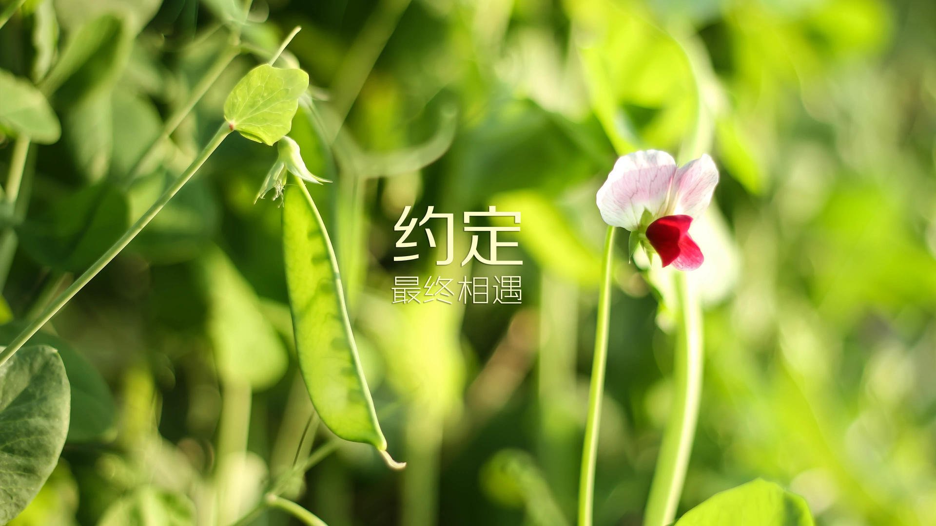 布莱梅大胜对手，提升信心士气涨，布莱梅的音乐队