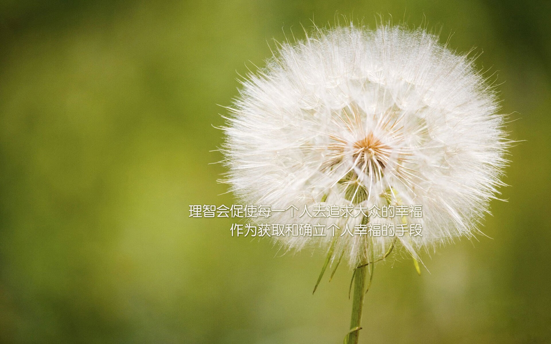 法兰克福主场大胜，继续领跑积分榜，法兰克福足球队最新新闻